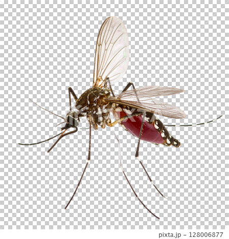 Macro close-up of a mosquito sucking blood, an isolated insect pest on a white background with detailed wings and antennae Macro close-up of a mosquito sucking blood, an isolated insect pest on a white background with detailed wings and antennae 128006877