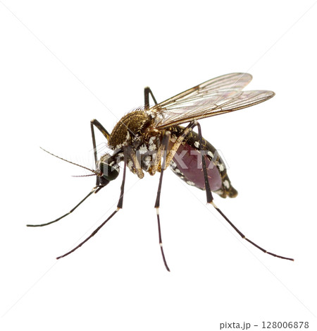 Macro close-up of a mosquito sucking blood, an isolated insect pest on a white background with detailed wings and antennae Macro close-up of a mosquito sucking blood, an isolated insect pest on a white background with detailed wings and antennae 128006878