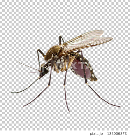 Macro close-up of a mosquito sucking blood, an isolated insect pest on a white background with detailed wings and antennae Macro close-up of a mosquito sucking blood, an isolated insect pest on a white background with detailed wings and antennae 128006878