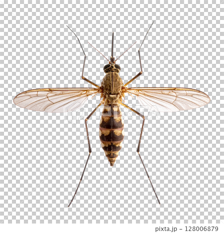 Macro closeup of a green dragonfly with intricate wings, isolated on a white background 128006879