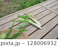 新鮮な野菜、ヤングコーン、収穫、農園のイメージ 128006932