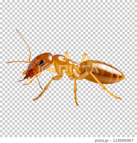 Close-up macro of a brown cockroach insect pest isolated on a white background 128006967