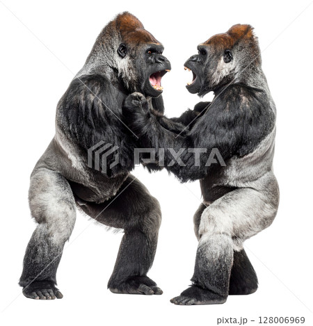 Two gorillas fighting on a white background. 128006969