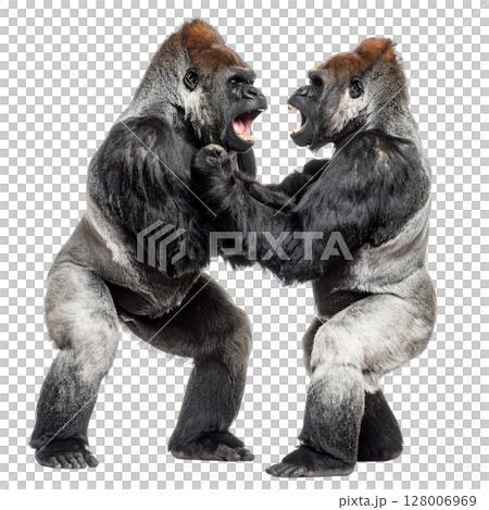 Two gorillas fighting on a white background. 128006969