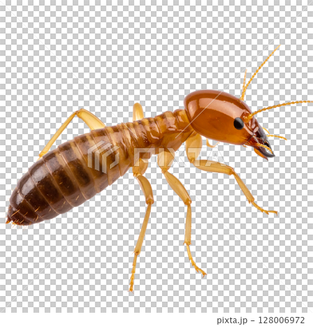 Macro closeup of a brown pest cockroach, an insect, isolated on a white background Macro closeup of a brown pest cockroach, an insect, isolated on a white background 128006972