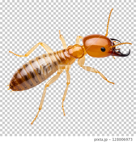 Macro closeup of a brown pest cockroach, an insect, isolated on a white background 128006973
