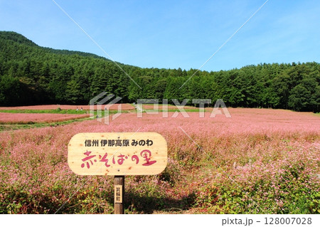 伊那・赤そばの里の立て札看板と花畑 伊那・赤そばの里の立て札看板と花畑 128007028