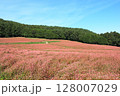 赤いそばの花が咲く快晴の伊那・赤そばの里 128007029