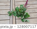 芋づる、苗、サツマイモの苗、植え付け、初夏、 128007117