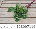 芋づる、苗、サツマイモの苗、植え付け、初夏、 128007119