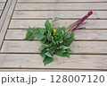 芋づる、苗、サツマイモの苗、植え付け、初夏、 128007120