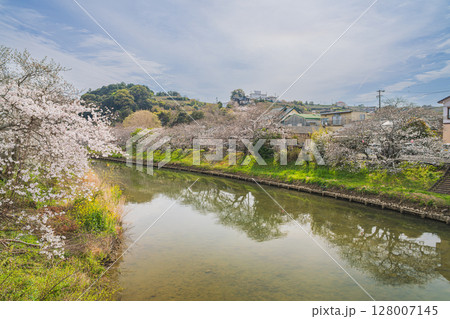 牧之原市の勝間田川の菜の花と桜並木の風景(静岡県) 128007145