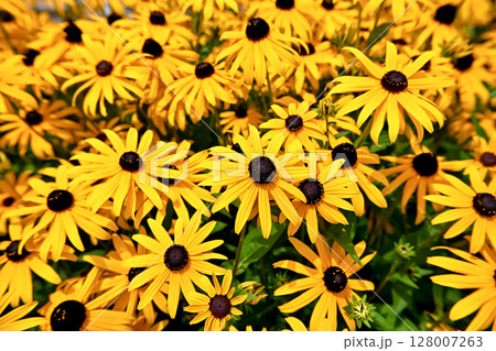 ルドベキア ルドベキア 128007263