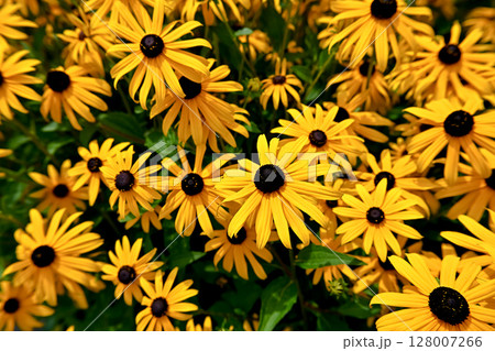 ルドベキア 128007266