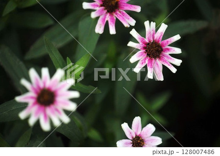 ジニア プロフュージョンの花 ジニア プロフュージョンの花 128007486