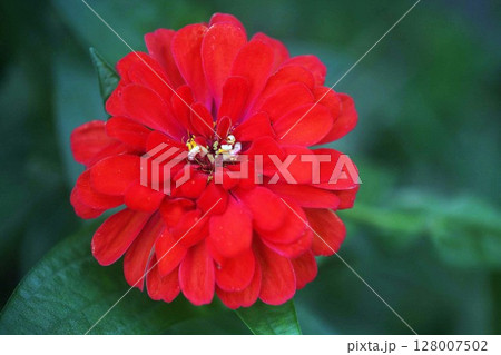 百日草の赤い花 百日草の赤い花 128007502