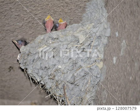 軒下の巣で餌を待つツバメのヒナ 軒下の巣で餌を待つツバメのヒナ 128007579