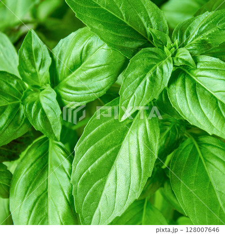 Background of juicy green basil leaves, can be used for culinary themes, green basil growing in a pot Background of juicy green basil leaves, can be used for culinary themes, green basil growing in a pot 128007646