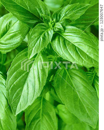 Background of juicy green basil leaves, can be used for culinary themes, green basil growing in a pot Background of juicy green basil leaves, can be used for culinary themes, green basil growing in a pot 128007647