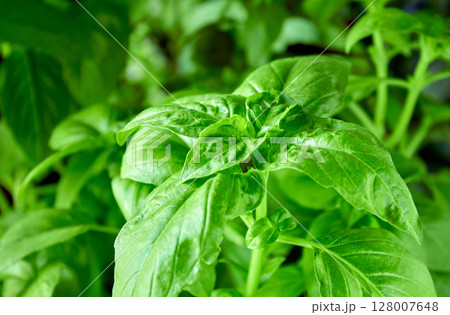 Juicy green basil growing in a pot, large green basil leaves can be used as a background for a culinary theme Juicy green basil growing in a pot, large green basil leaves can be used as a background for a culinary theme 128007648