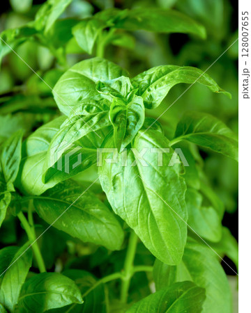 Juicy green basil growing in a pot, large green basil leaves can be used as a background for a culinary theme Juicy green basil growing in a pot, large green basil leaves can be used as a background for a culinary theme 128007655