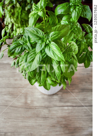 Green basil growing in a white pot on a wooden table, juicy large green basil leaves, photo can be used as a background for a culinary theme Green basil growing in a white pot on a wooden table, juicy large green basil leaves, photo can be used as a background for a culinary theme 128007662