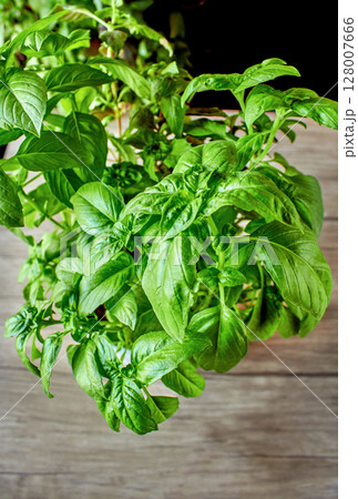 Juicy green basil growing in a pot, large green basil leaves can be used as a background for a culinary theme Juicy green basil growing in a pot, large green basil leaves can be used as a background for a culinary theme 128007666