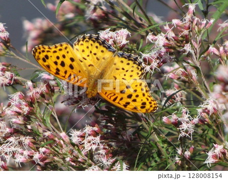 フジバカマで吸蜜するオスのツマグロヒョウモン 128008154