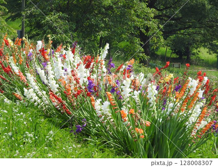 公園に植えられたカラフルな「グラジオラス」 公園に植えられたカラフルな「グラジオラス」 128008307