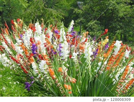 公園に植えられたカラフルな「グラジオラス」 公園に植えられたカラフルな「グラジオラス」 128008309