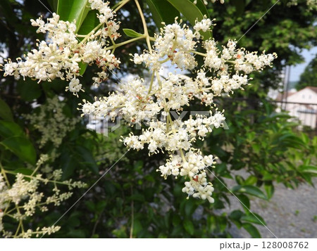 満開の「トウネズミモチ」の花 満開の「トウネズミモチ」の花 128008762