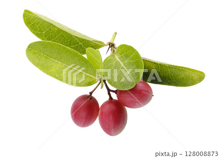 Pile of Karonda Fruit, Carissa carandas L. Karanda; Carunda isolated on a white background Pile of Karonda Fruit, Carissa carandas L. Karanda; Carunda isolated on a white background 128008873
