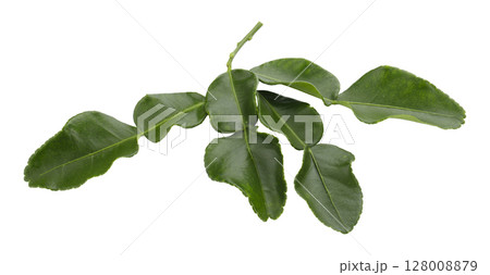 Bergamot kaffir lime leaves herb fresh ingredient isolated on a white background 128008879