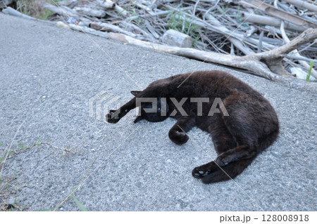 堤防で遊ぶ黒猫 128008918