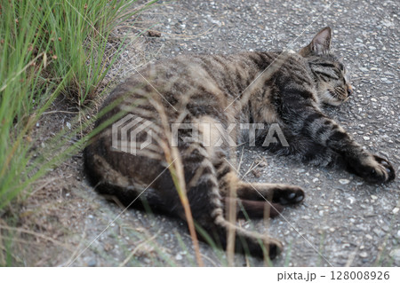 堤防で遊ぶとら猫 128008926