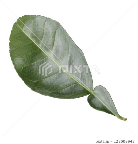 Green leaves of lemon and citrus leaves isolated on a white background 128008945
