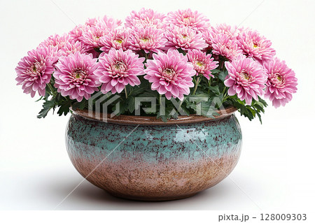 Ceramic vase. Close-up. Chrysanthemums bush with fleshy leaves and purple flowers. 128009303
