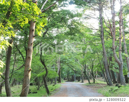 山梨県　森林浴　本栖湖キャンプ場　6月 128009322