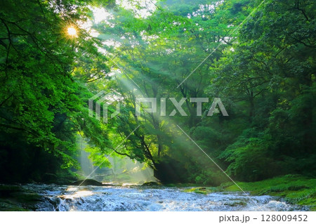 光さす新緑の菊池渓谷 128009452