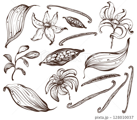 Vanilla Flowers And Pods Vector Line Set Vanilla Flowers And Pods Vector Line Set 128010037
