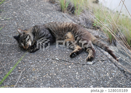 堤防で遊ぶとら猫 堤防で遊ぶとら猫 128010189