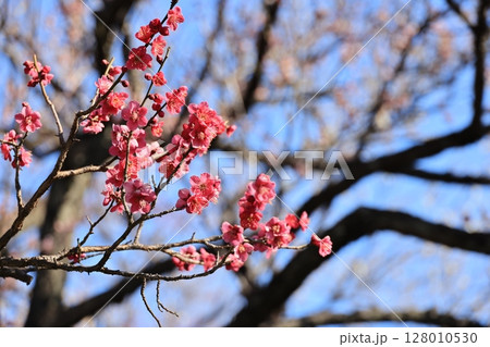 東京都世田谷区梅ケ丘の羽根木公園の梅林 128010530