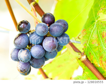 収穫を待つワイン用のブドウ 128010555