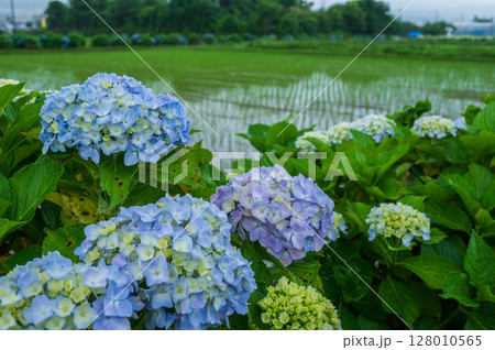 開成あじさいの里 あじさいが咲く里の風景 梅雨の里 開成あじさいの里 あじさいが咲く里の風景 梅雨の里 128010565
