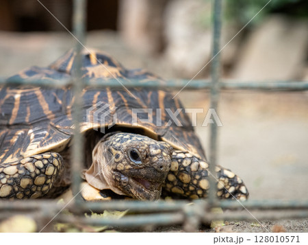 フィリピンのビガン 128010571