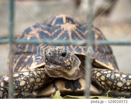 フィリピンのビガン 128010572