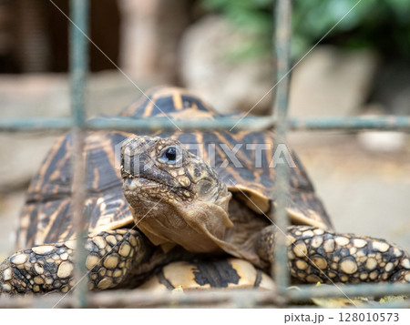 フィリピンのビガン 128010573