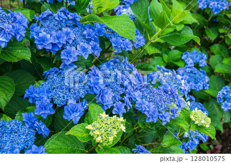 青い紫陽花 青い紫陽花 128010575