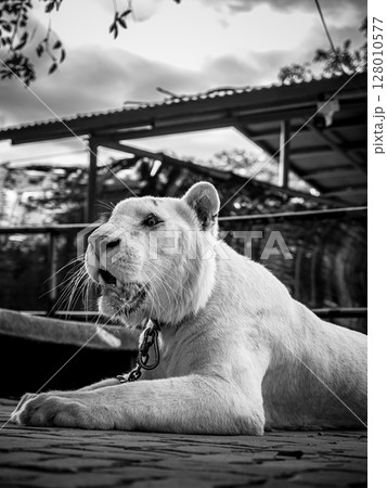 フィリピンのビガン 128010577