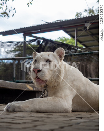 フィリピンのビガン 128010579